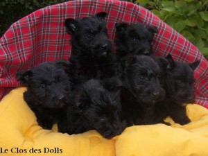 Chiots Scotish terrier